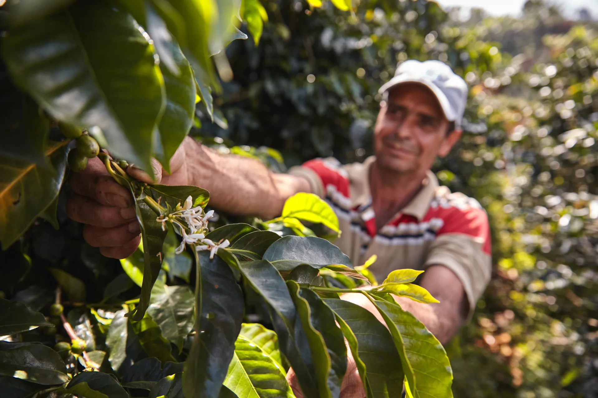 Líneas de Créditos para la innovación en maquinaria agrícola